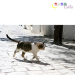 Tunisia_Cats_12