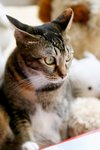 Tobo_07Aug18_02