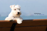 IMG_0871(effect)