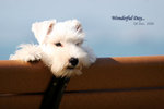 IMG_0874_re