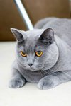 turbo_gubbi_01