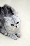 turbo_gubbi_05