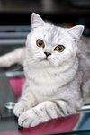 turbo_gubbi_07