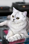 turbo_gubbi_08