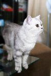 turbo_gubbi_11