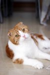 WaiWai_11