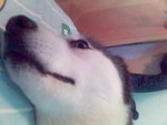 Pic(24)