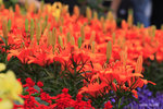 IMG_8661