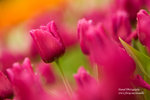 IMG_7495r