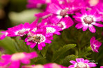 IMG_7557r