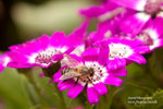 IMG_7558r