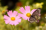 IMG_7575r