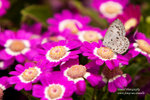 IMG_7599r