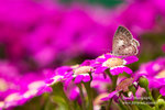 IMG_7601r