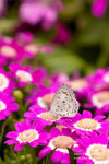 IMG_7603r