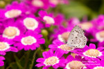 IMG_7604r