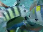 Snorkeling in Phi Phi Island