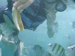 Snorkeling in Phi Phi Island