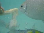 Snorkeling in Corel Island
