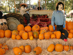 Pumpkin Farmers