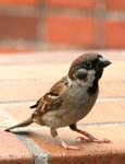 IMG_0776