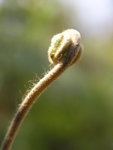 leaf2