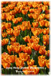 IMG_1928 copy