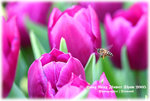 IMG_1945 copy