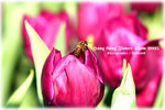 IMG_1951 copy