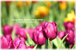 IMG_1952 copy