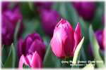 IMG_1953 copy