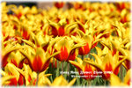 IMG_1955 copy