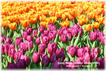 IMG_1961 copy