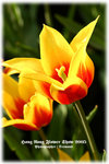 IMG_1971 copy