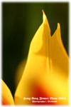 IMG_2000 copy