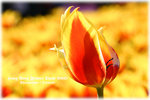 IMG_2064 copy