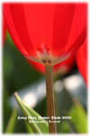 IMG_2069 copy