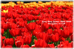IMG_2087 copy