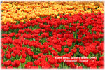 IMG_2101 copy