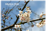 IMG_3352 copy