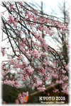 IMG_3506 copy