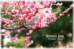 IMG_3595 copy