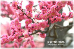 IMG_3651 copy
