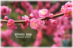 IMG_3656 copy