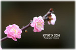 IMG_3682 copy