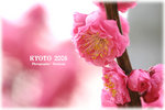 IMG_3688 copy