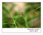 IMG_3340 copy