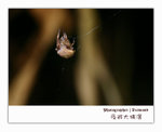 IMG_3420 copy