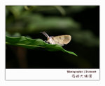 IMG_3432 copy