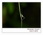 IMG_3436 copy